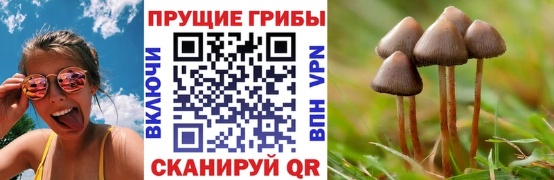Галлюциногенные грибы Cubensis Краснокамск